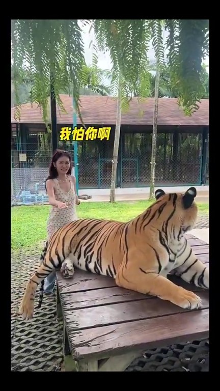 你別說，美娜的膽子還挺大，連老虎的屁股都敢摸